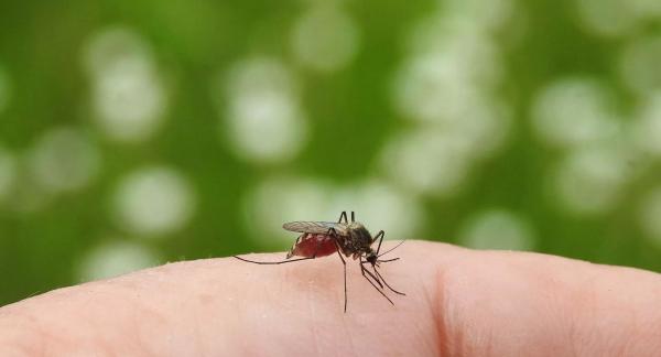 18 продуктов питания, которые сделают вас вкуснее для комаров