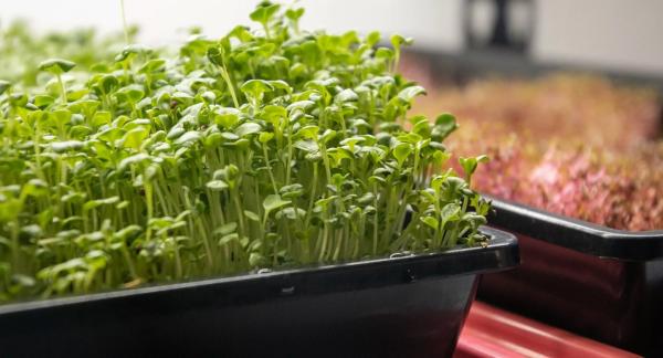 Как вырастить дома микрозелень и что с ней приготовить?