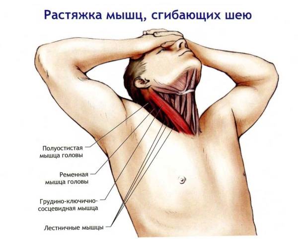 Как правильно качать шею? Топ-4 упражнения для мужчин