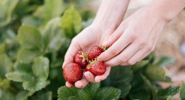 Польза клубники для здоровья и 12 рецептов для снижения веса с КБЖУ Польза клубники для здоровья и 12 рецептов для снижения веса с КБЖУ