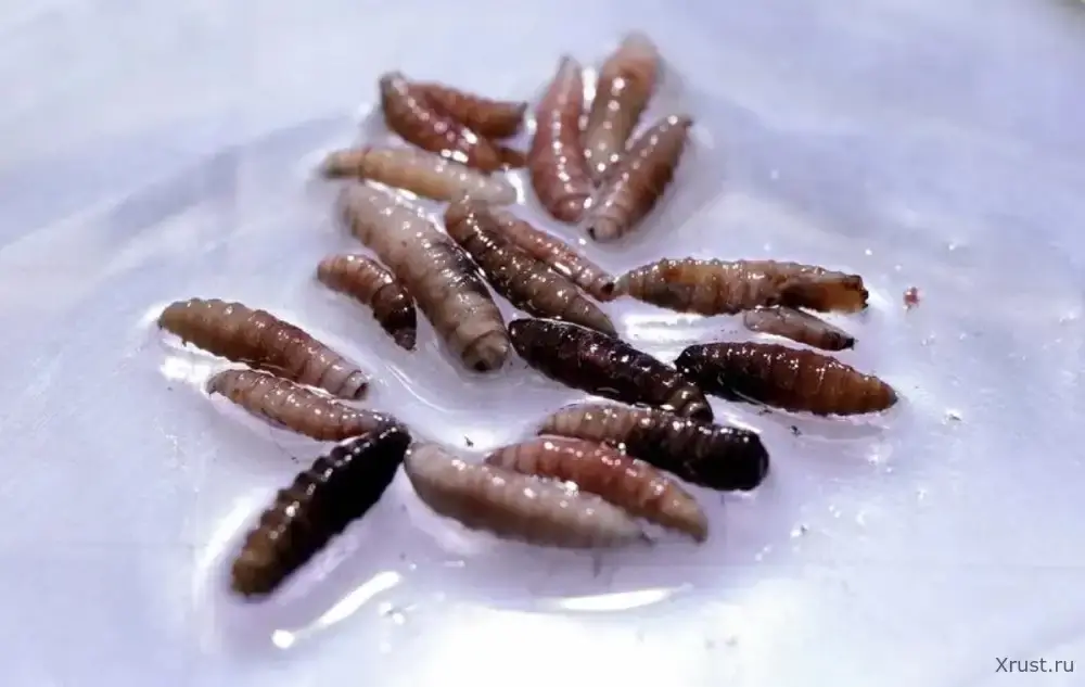 Новый случай заражения человека мясной мухой в США Новый случай заражения человека мясной мухой в США